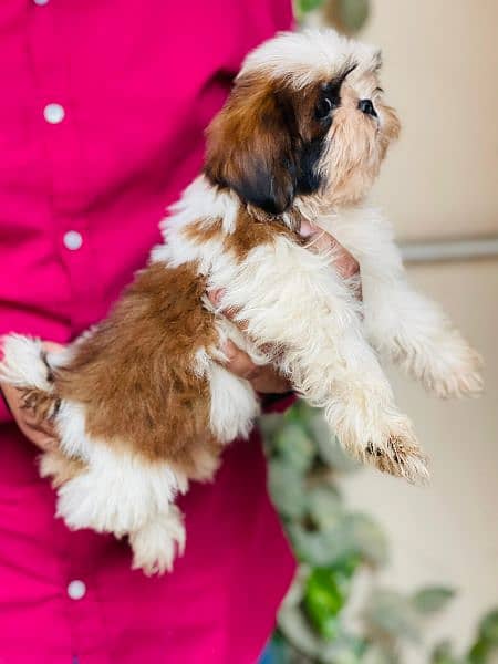 Top Quality Shihtzu Puppies looking For New Caring Homes 2