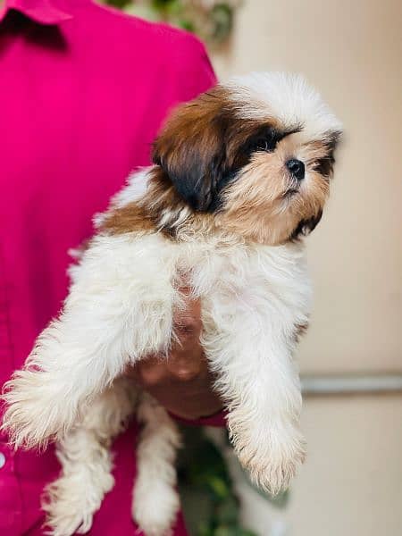 Top Quality Shihtzu Puppies looking For New Caring Homes 3