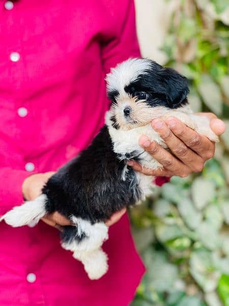 Top Quality Shihtzu Puppies looking For New Caring Homes 4