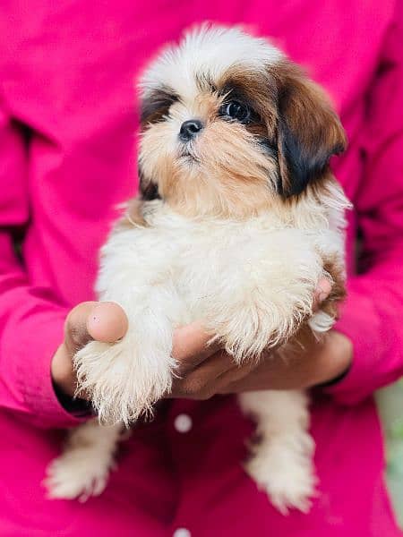 Top Quality Shihtzu Puppies looking For New Caring Homes 5
