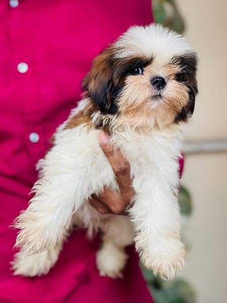 Top Quality Shihtzu Puppies looking For New Caring Homes 6