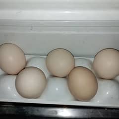 Desi murghi  fertile eggs