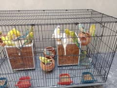 Australian Parrots Setup