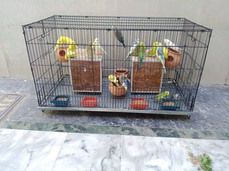 Australian Parrots Setup 1