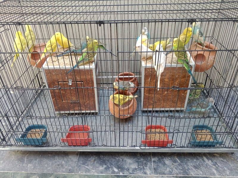 Australian Parrots Setup 2