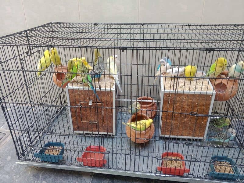 Australian Parrots Setup 4