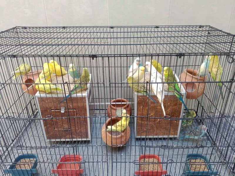 Australian Parrots Setup 5