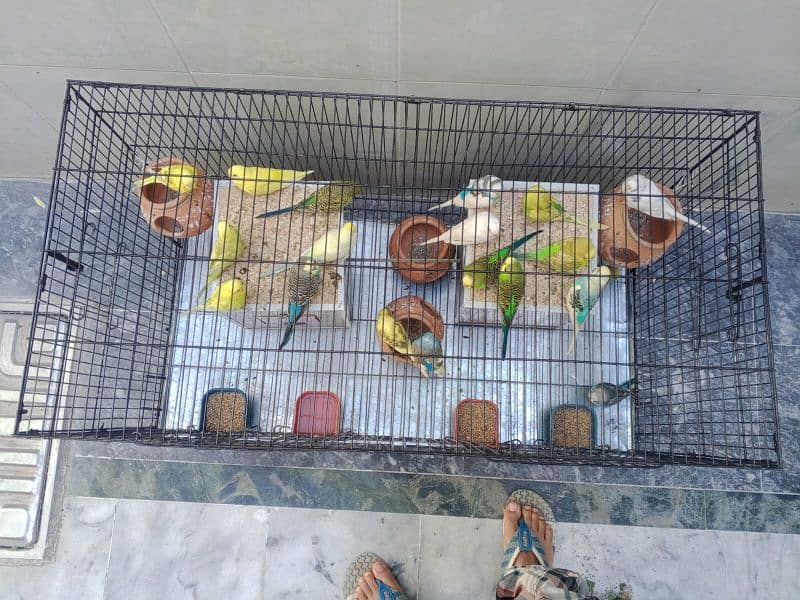 Australian Parrots Setup 6