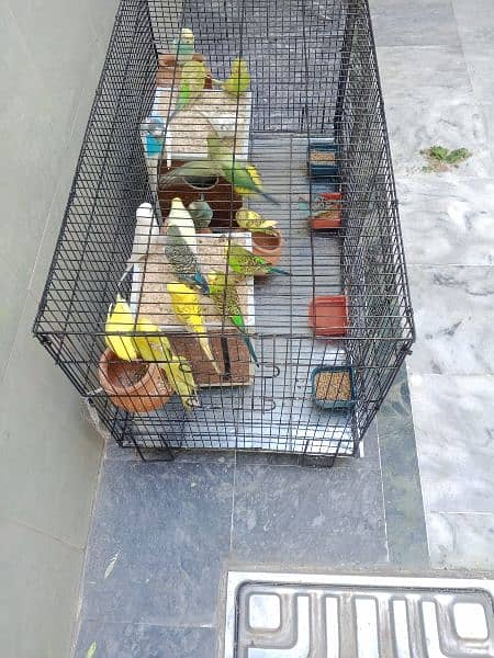 Australian Parrots Setup 8
