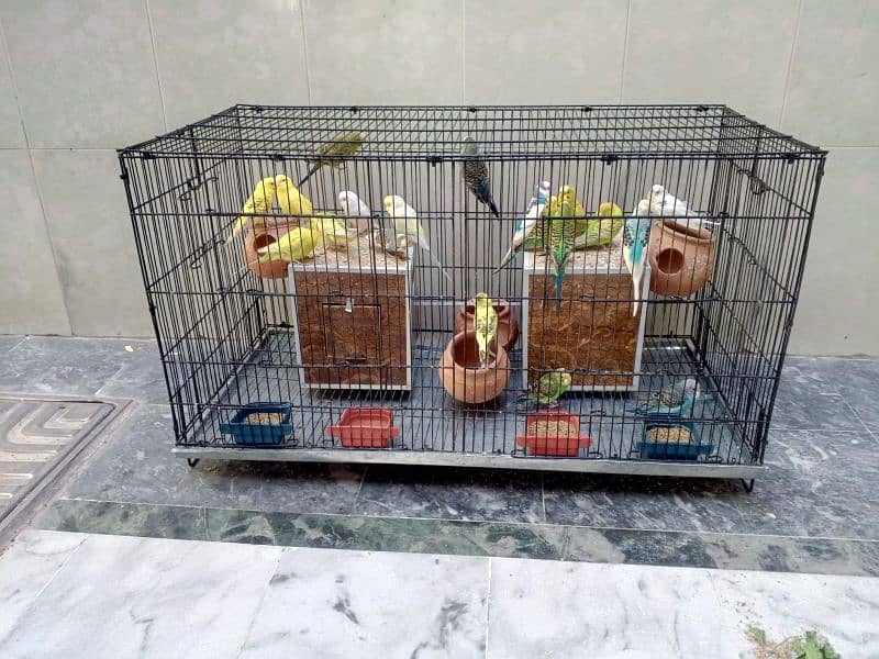 Australian Parrots Setup 9