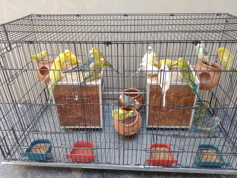 Australian Parrots Setup 10