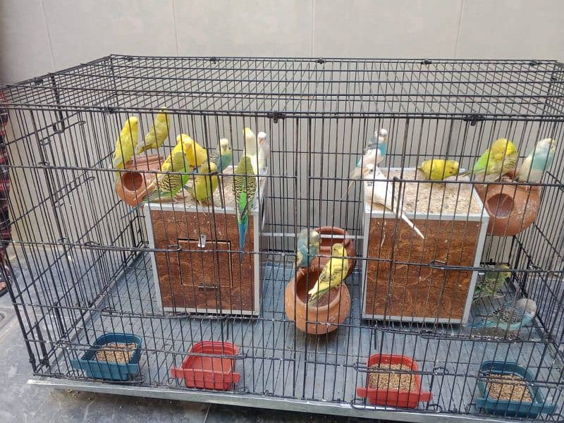 Australian Parrots Setup 11