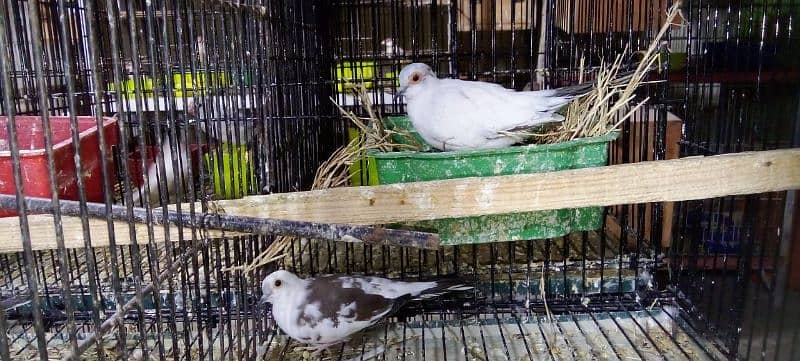 Fawn java finches Breed pair 2