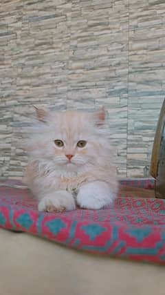 persian, tripple coat,grey eyes, fully active, golded off white clr