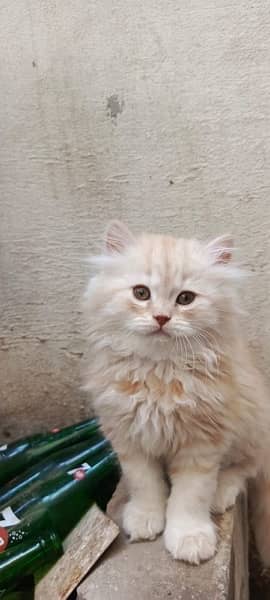 persian, tripple coat,grey eyes, fully active, golded off white clr 1