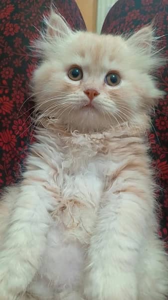persian, tripple coat,grey eyes, fully active, golded off white clr 2