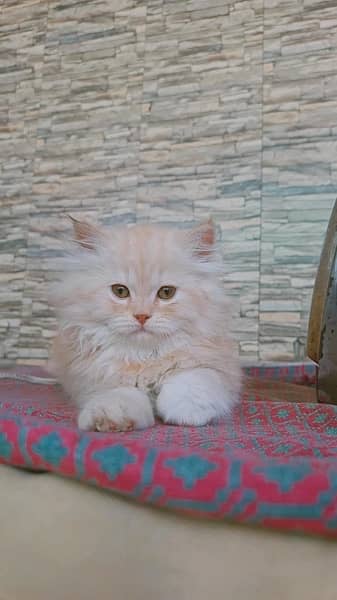 persian, tripple coat,grey eyes, fully active, golded off white clr 4