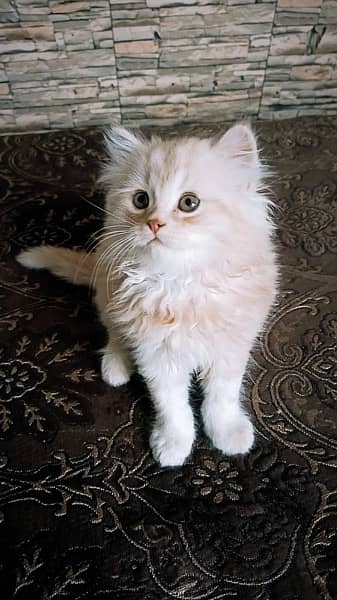 persian, tripple coat,grey eyes, fully active, golded off white clr 6