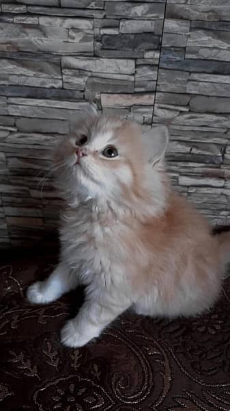 persian, tripple coat,grey eyes, fully active, golded off white clr 11