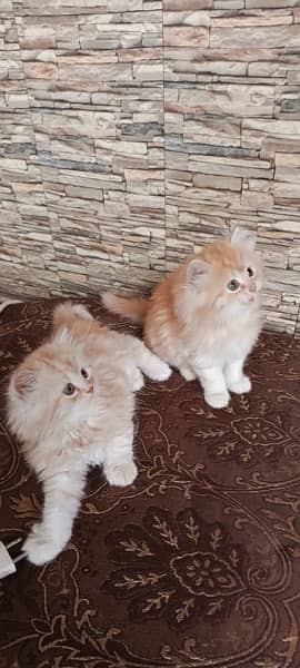 persian, tripple coat,grey eyes, fully active, golded off white clr 13