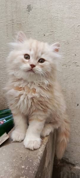 persian, tripple coat,grey eyes, fully active, golded off white clr 14