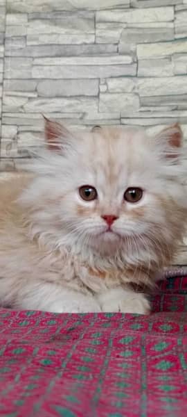 persian, tripple coat,grey eyes, fully active, golded off white clr 18