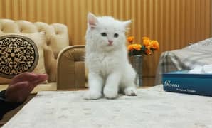 Persian White Double Coat Semi Punch Face Kittens available for Sale
