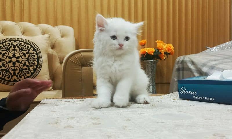 Persian White Double Coat Semi Punch Face Kittens available for Sale 0