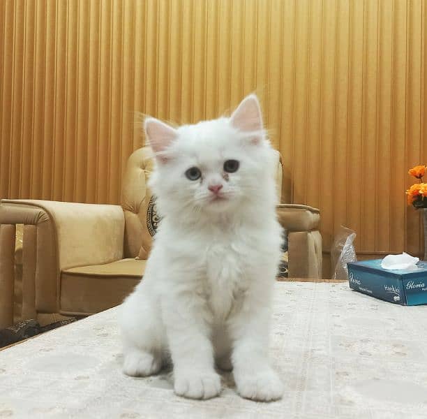 Persian White Double Coat Semi Punch Face Kittens available for Sale 1