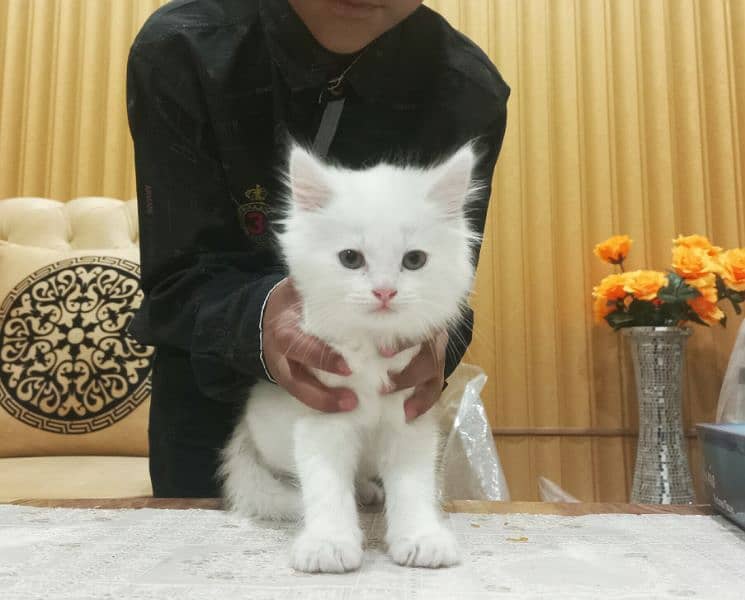Persian White Double Coat Semi Punch Face Kittens available for Sale 2