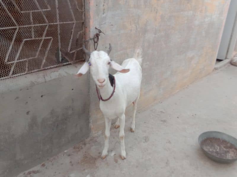 Gulabi Tapri baki with female kid 9