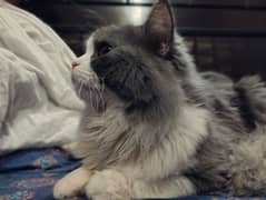 Cute Active Persian Male Cat with Double Coat. 0