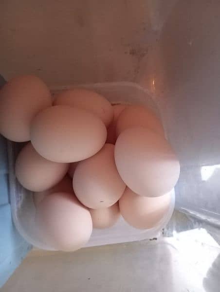 Australorp heritage/ Australorp chick's eggs 4