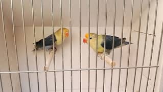 breeder love bird pairs available for sale