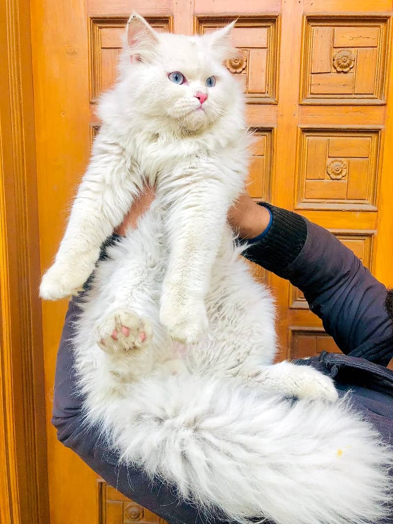 Persian triple coated Cat and kittens for sale 3