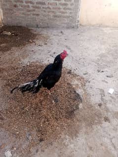 Pure Aseel beautiful healthy cock urgent sale