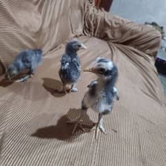 Parmoze Aseel chicks
