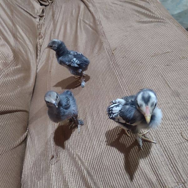 Parmoze Aseel chicks 1