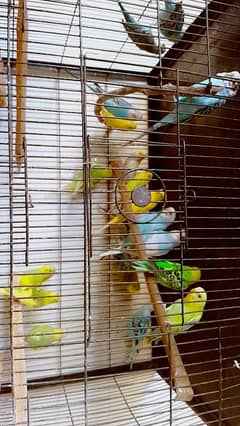 Budgies for sale 0
