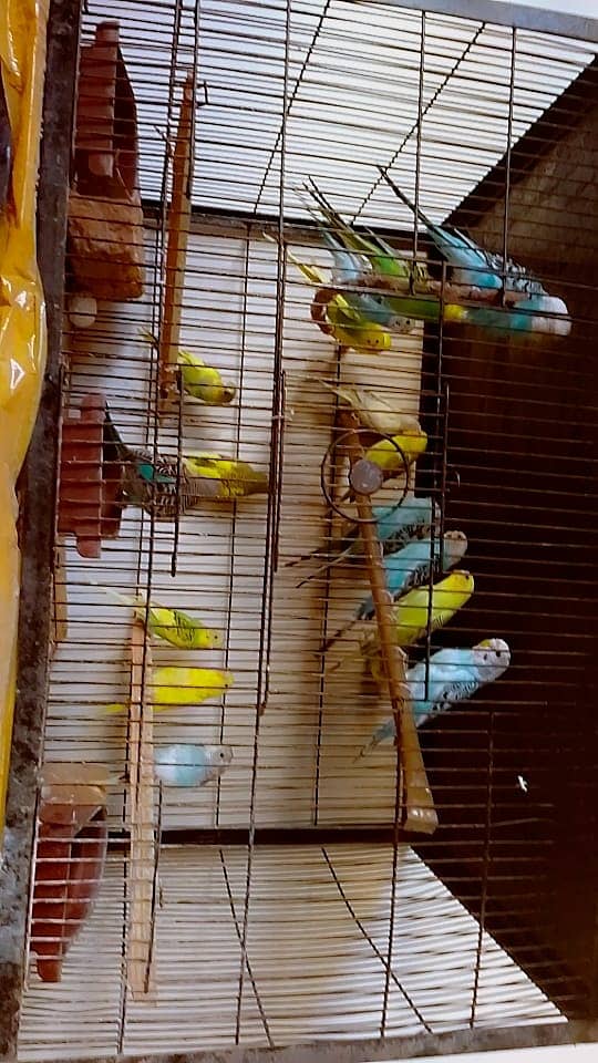 Budgies for sale 1