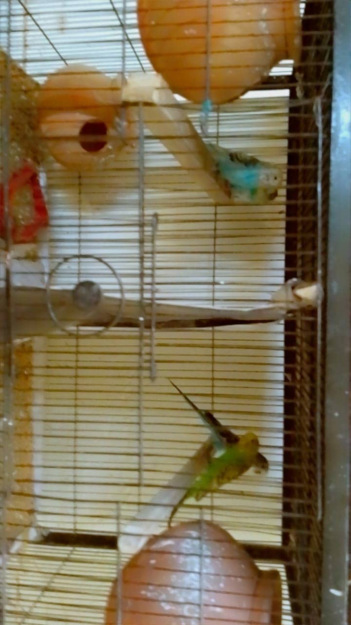 Budgies for sale 4