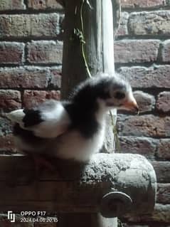 aseel chicks 15 to 30 days