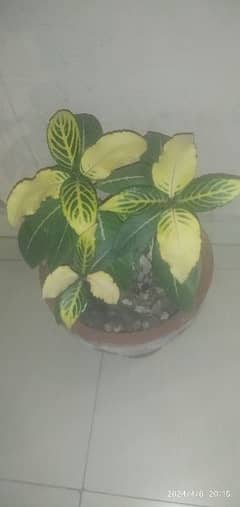 scenchazia live plant 0