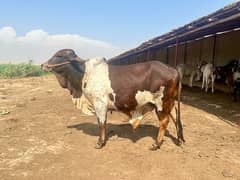 Beautiful Pure Bred Bachra & Bachri  (Bulls & Cows)