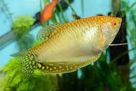 Gold GouramiAngle fish& other(EXCHANGE POSSIBLE) 0