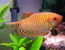 Gold GouramiAngle fish& other(EXCHANGE POSSIBLE) 1