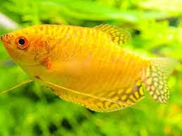 Gold GouramiAngle fish& other(EXCHANGE POSSIBLE) 8