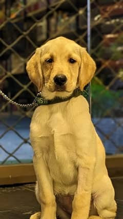 beautiful puppy trained 2 months old  full healthy and playful 0