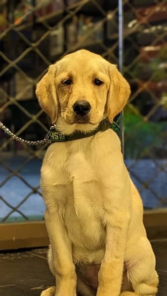 beautiful puppy trained 2 months old  full healthy and playful 0