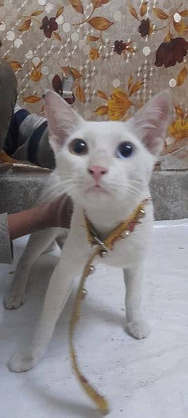 khao manee Cat , thiland breed 2